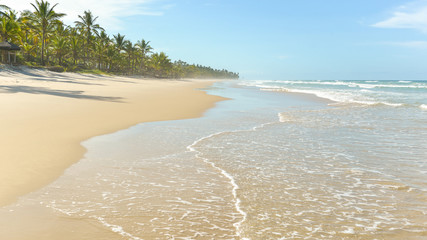 Obraz premium Beautiful yellow sand beach with palm trees