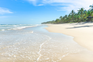 The paradise white sand beach palm trees