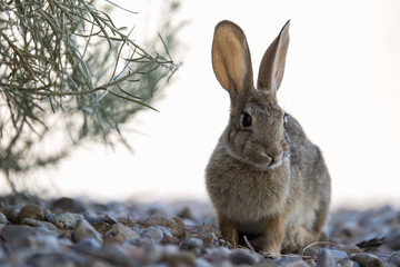 Br'er Rabbit