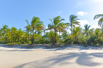 Palm tree shadow on beautiful sandy beach