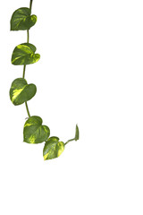 Golden pothos isolate on white background.