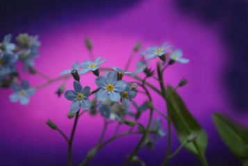 Fototapeta na wymiar Spring fairy forest with delicate light blue flowers, forget-me-nots on a beautiful dark blue with a violet blurred background. Bright natural floral composition