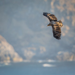 Fly like an eagle