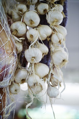 garlic