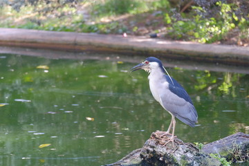 Common water bird standing on the wood