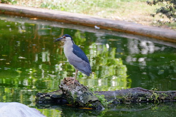 Common water bird standing on the wood