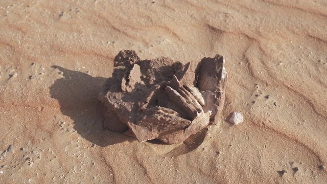Desert rose is formations of crystal clusters of gypsum or baryte which include abundant sand grains in Rub al Khali desert stock footage video