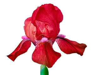 Red iris flower isolated on a white  background. Close-up. Flower bud on a green stem.