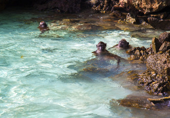 Swimming Macaque's, Phi Phi Don, Thailand