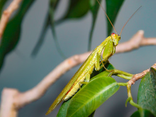 praying mantis, small insect of green color, the position of its paws, resemble a person in prayer.