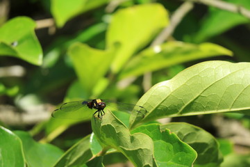 Fototapeta premium オオシオカラトンボのメス