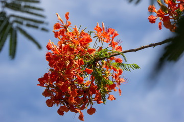 Red Flamboyant flower