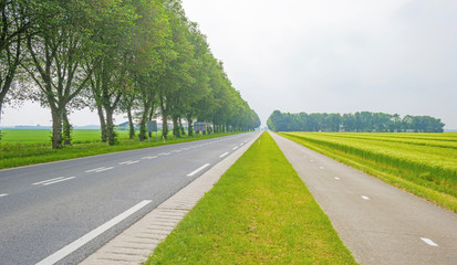 Trees along a road through the countryside in spring

