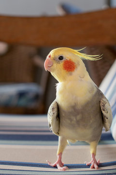 Calopsita Bird