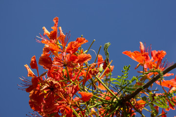 Red Flamboyant flower