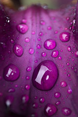 drops of dew on a purple flower leaf close-up