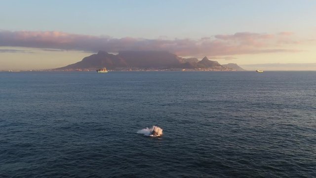 A whale breaching during sunset in Cape Town with Table Mountain in the background