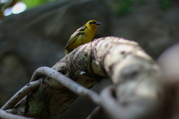 Yellow bird concentrated