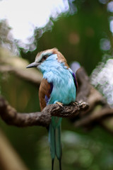 Obraz premium Blue bird looking beside