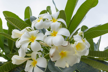 白・花・プルメリア・Plumeria・タイ