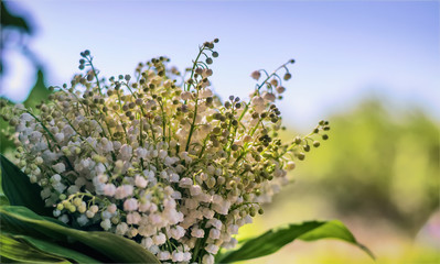 lilies of the valley on blurred background. Composition