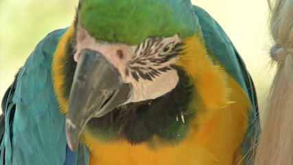 Close up of a bright colorful macaw parrot as it sits on a woman's shoulder - Powered by Adobe