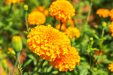 Marigold on the field.