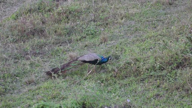 The Indian peafowl or blue peafowl (Pavo cristatus) - the male is called the peacock, eating food in grass land, at Gorumara national forest, Dooars , North Bengal - West Bengal, India