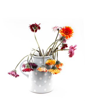 Jug of dead and dying Gerbera flowers on a white background