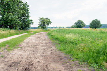 Fototapeta na wymiar Curved sandy path in a Dutch nature reserve