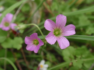Fototapeta premium OLYMPUS DIGITAL CAMERA