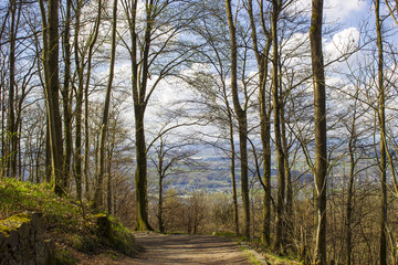 Spring Forest Hiking trail Rheinsteig in Siebengebirge Germany