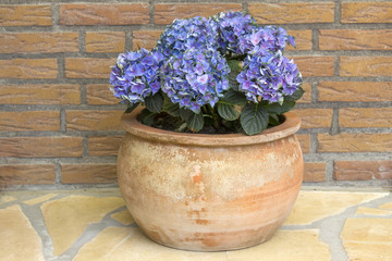 Hortensia flowers
