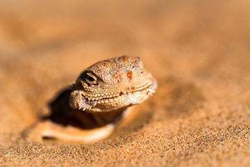 Spotted toad-headed Agama buried in sand close