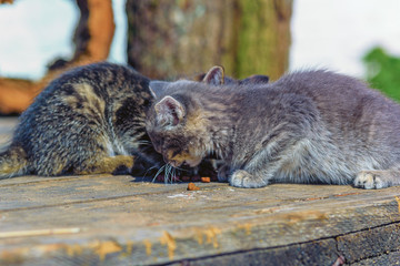 Obraz premium homeless kittens eat food