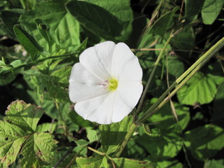 macro fiore