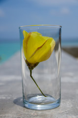 Yellow flowers in the glass on the beach.