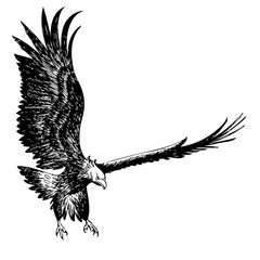 fighting eagle hand drawn