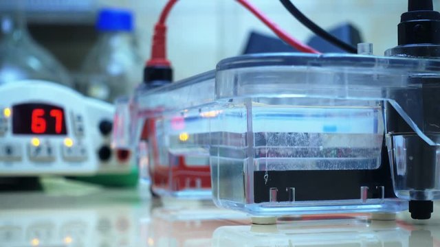 Electrophoresis of DNA in an agarose gel. Start of electrophoresis and release of gas bubbles. A close-up of the appearance of gas bubbles in the electrophoresis chamber.