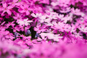 北海道 芝ざくら滝上公園の芝桜