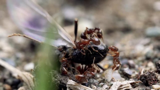 wild life of ants eat bees