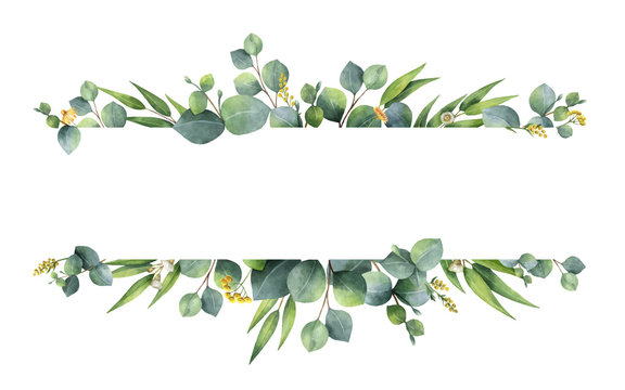 Watercolor vector green floral banner with silver dollar eucalyptus leaves and branches isolated on white background.