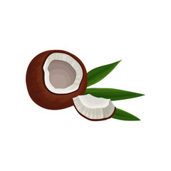 Broken coconut with piece and green leaf. Tasty tropical fruit. Flat vector element for shampoo label or party poster