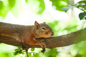 Sleepy squirrel
