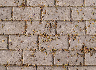 poplar seeds on tiled road background in spring. nature, vignette.