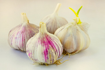 Obraz premium Garlic heads