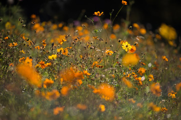 orange Blumen im Gegenlicht