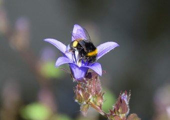 Hummel in einer Blüte