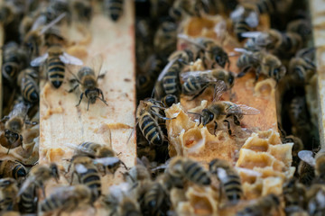Close up view of the open hive showing the frames populated by honey bees..Bees in honeycomb.