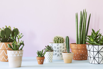 The stylish interior filled a lot of plants in different hipster clay pots. Modern plant compostion...